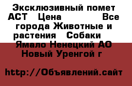 Эксклюзивный помет АСТ › Цена ­ 30 000 - Все города Животные и растения » Собаки   . Ямало-Ненецкий АО,Новый Уренгой г.